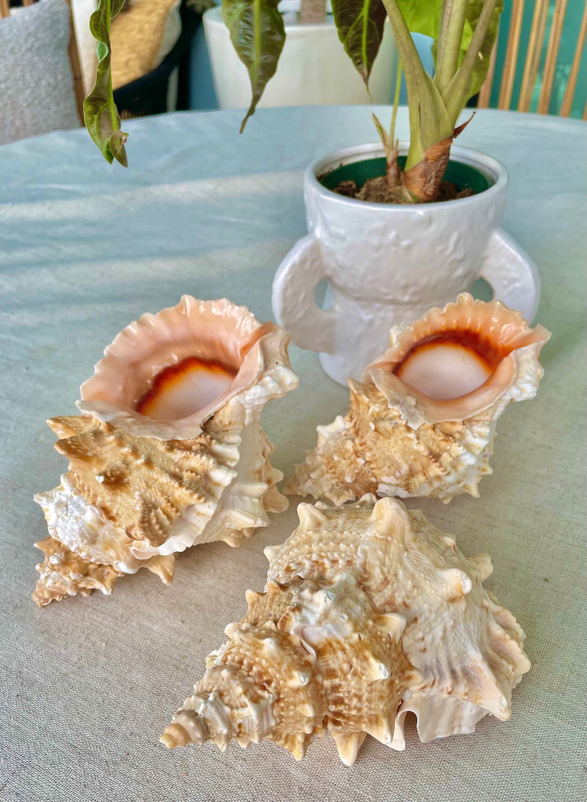 ORANGE MOUTH BURSA Frog Shell 3-4" Natural Colors Display Craft Seashell Coastal Décor