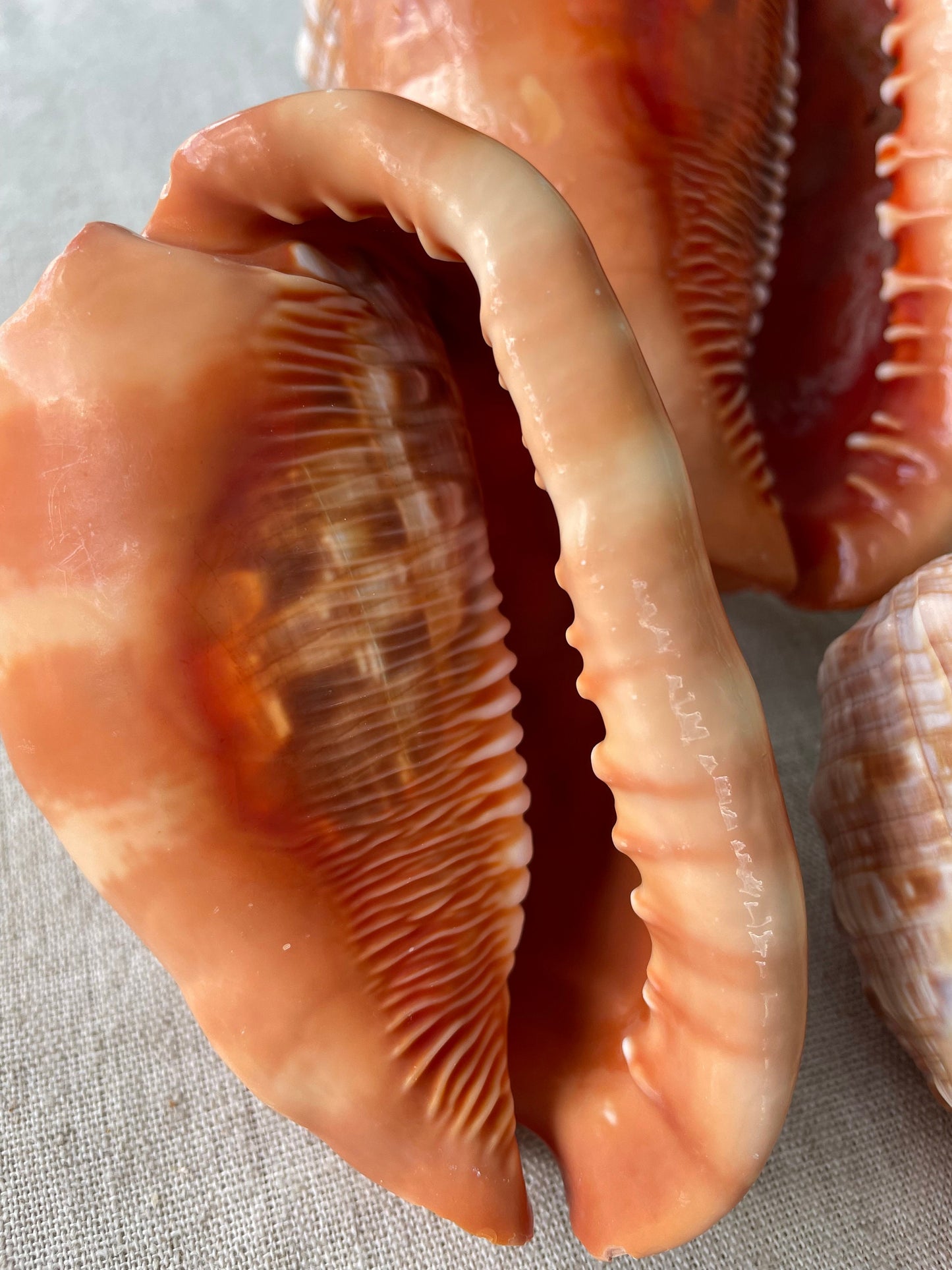 RED MOUTH CAMEO Bull Shell *All Sizes* Authentic Bright Color Display Helmet Seashell Beach Nautical Décor