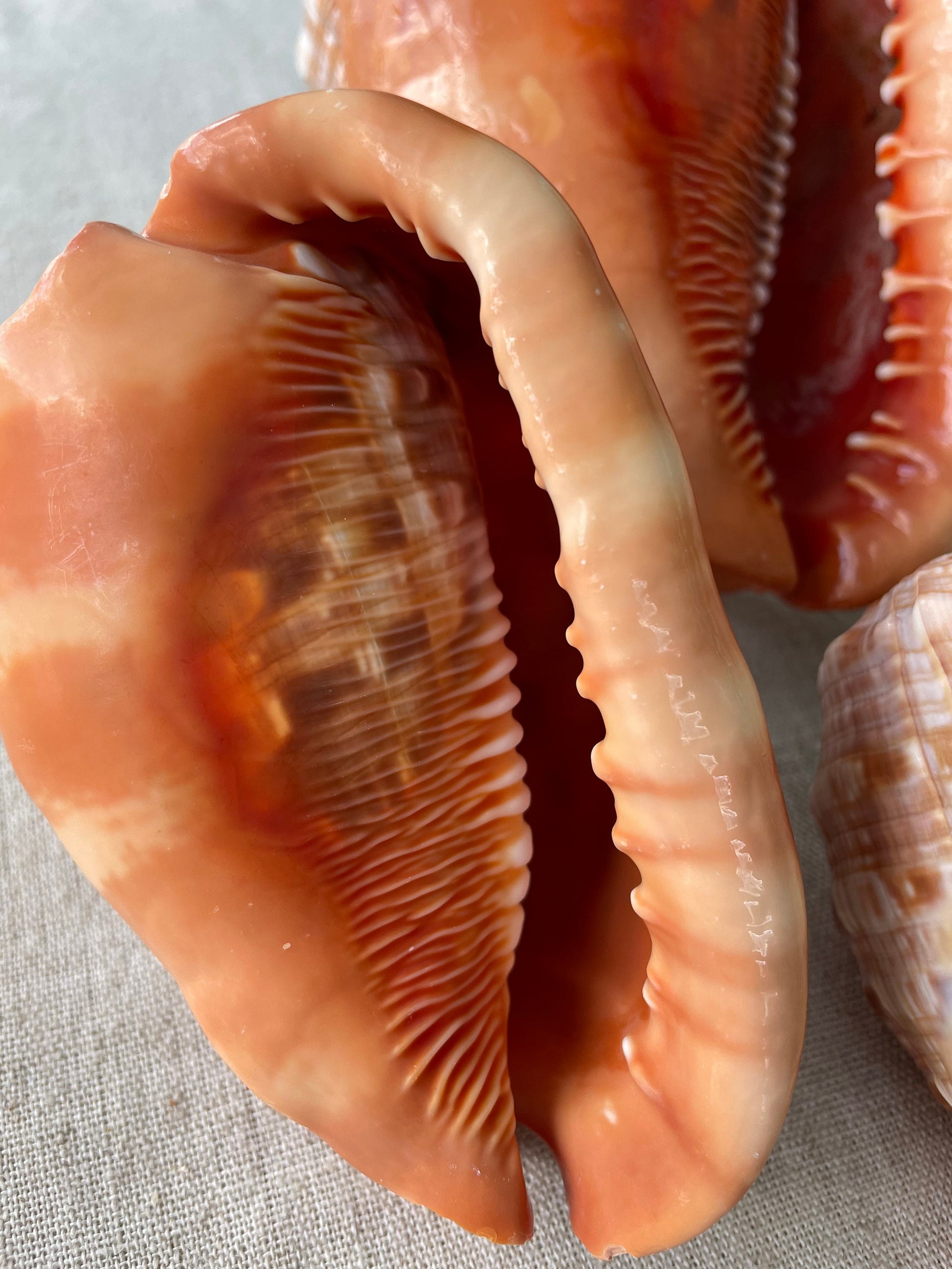 RED MOUTH CAMEO Bull Shell *All Sizes* Authentic Bright Color Display Helmet Seashell Beach Nautical Décor