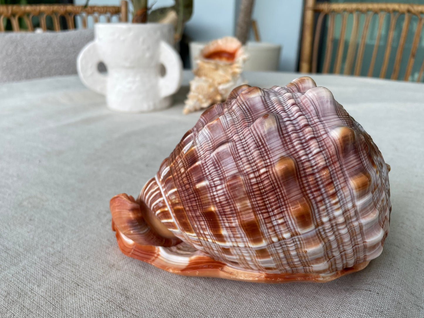 RED MOUTH CAMEO Bull Shell *All Sizes* Authentic Bright Color Display Helmet Seashell Beach Nautical Décor