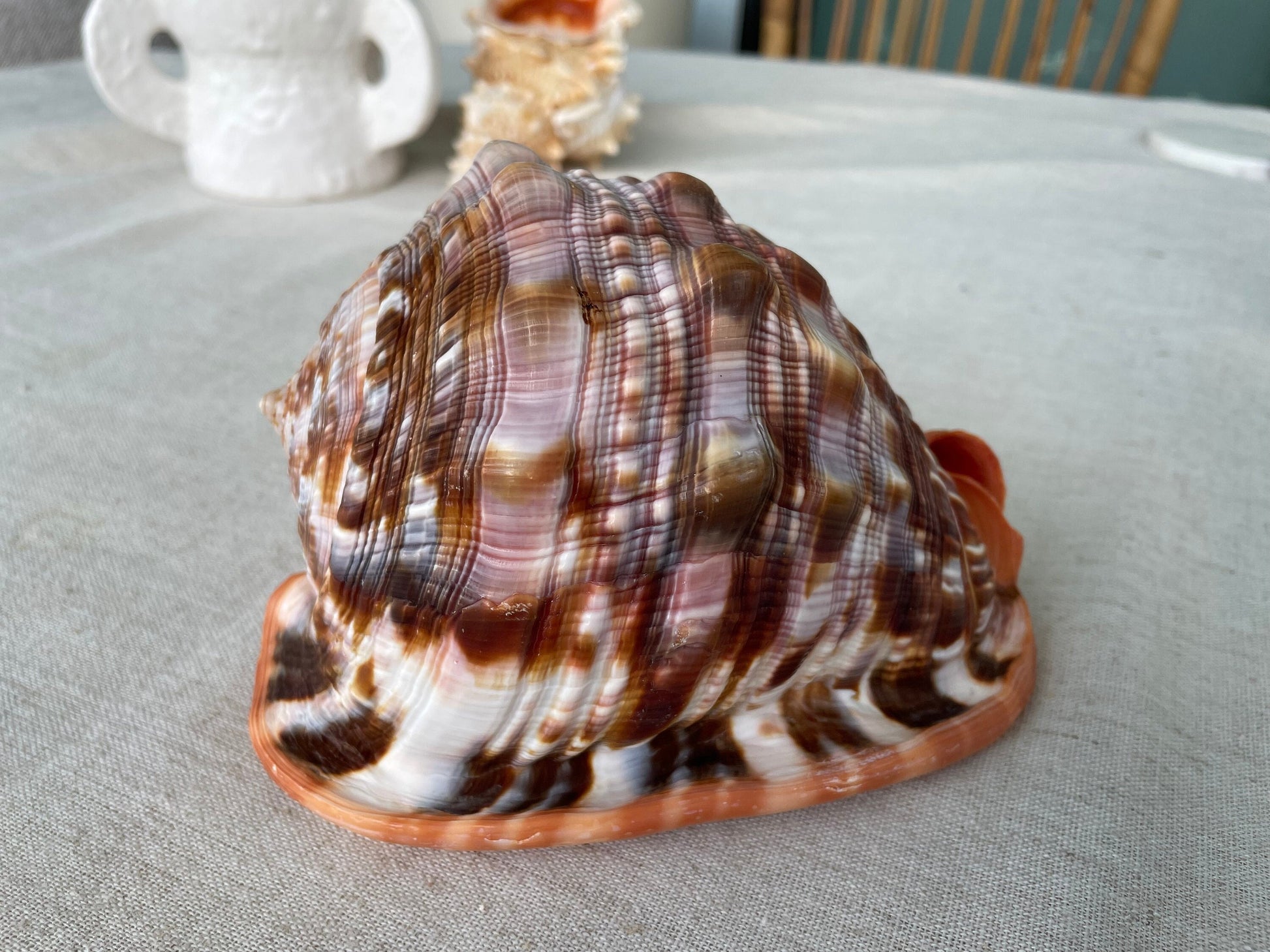 RED MOUTH CAMEO Bull Shell *All Sizes* Authentic Bright Color Display Helmet Seashell Beach Nautical Décor