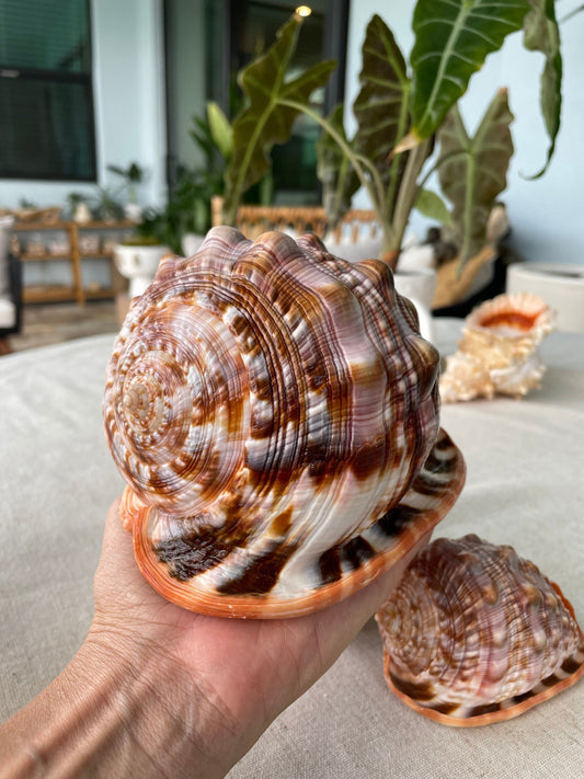 RED MOUTH CAMEO Bull Shell *All Sizes* Authentic Bright Color Display Helmet Seashell Beach Nautical Décor