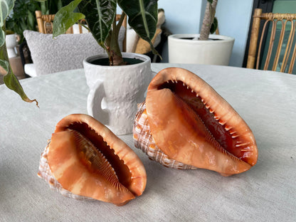 RED MOUTH CAMEO Bull Shell *All Sizes* Authentic Bright Color Display Helmet Seashell Beach Nautical Décor