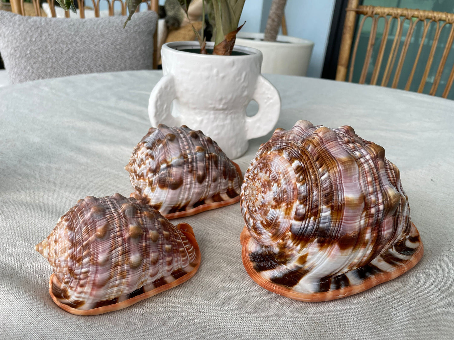 RED MOUTH CAMEO Bull Shell *All Sizes* Authentic Bright Color Display Helmet Seashell Beach Nautical Décor