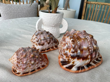 RED MOUTH CAMEO Bull Shell *All Sizes* Authentic Bright Color Display Helmet Seashell Beach Nautical Décor