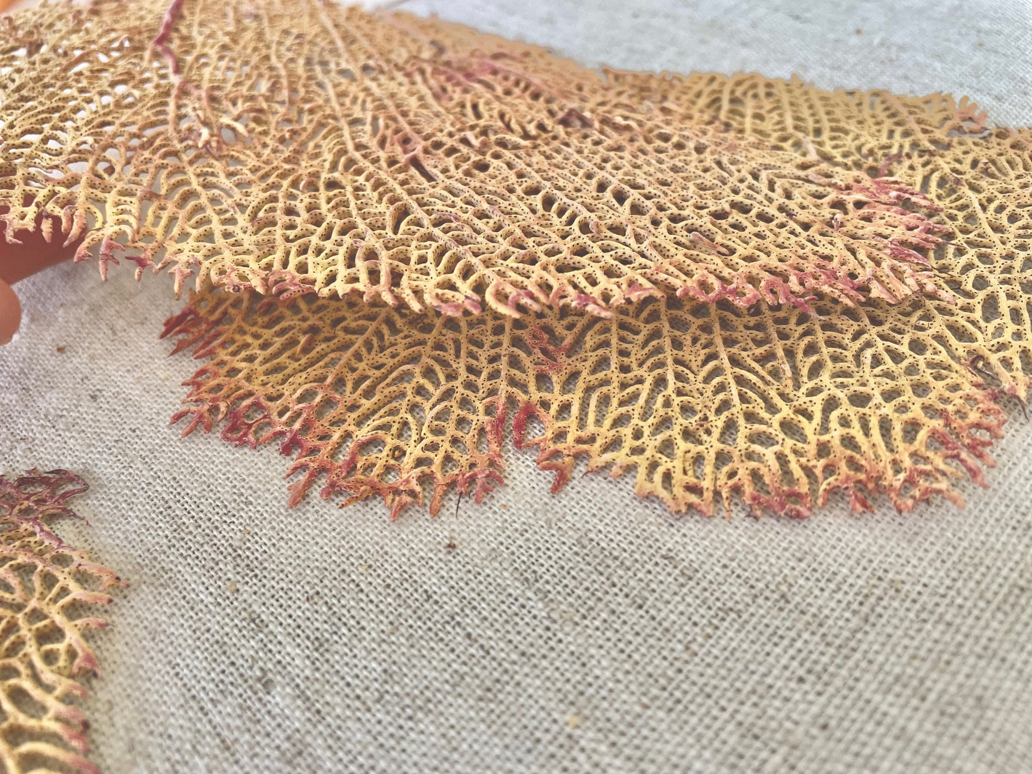 Natural Dried Sea Fan Pieces 4-6" *You Choose Quantity* Yellow Pink Coastal Décor