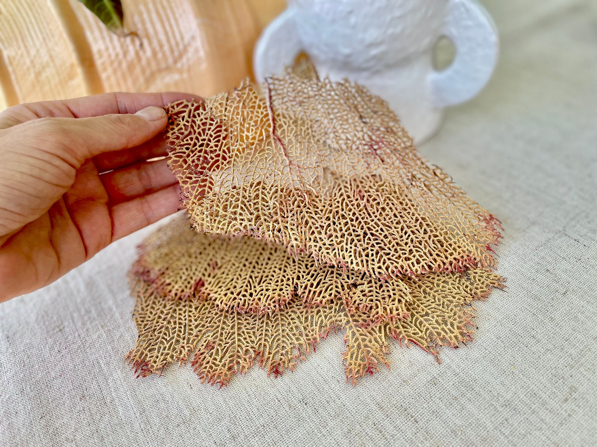 Natural Dried Sea Fan Pieces 4-6" *You Choose Quantity* Yellow Pink Coastal Décor
