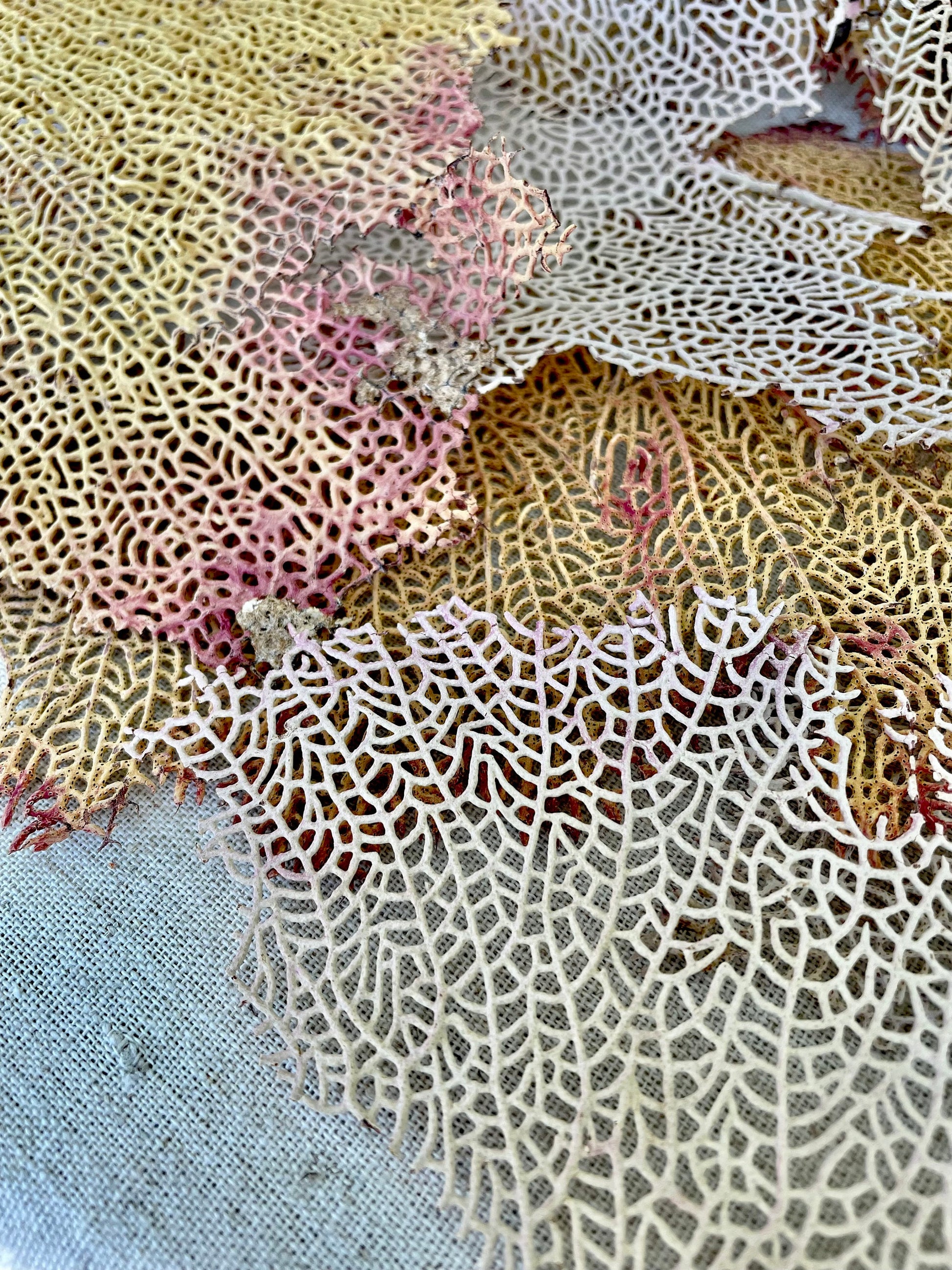 Real Natural Dried Sea Fan Pieces 4-6” Yellow beige Pink Color Beach Coastal Décor Decorative Crafts Art Bowl Filler