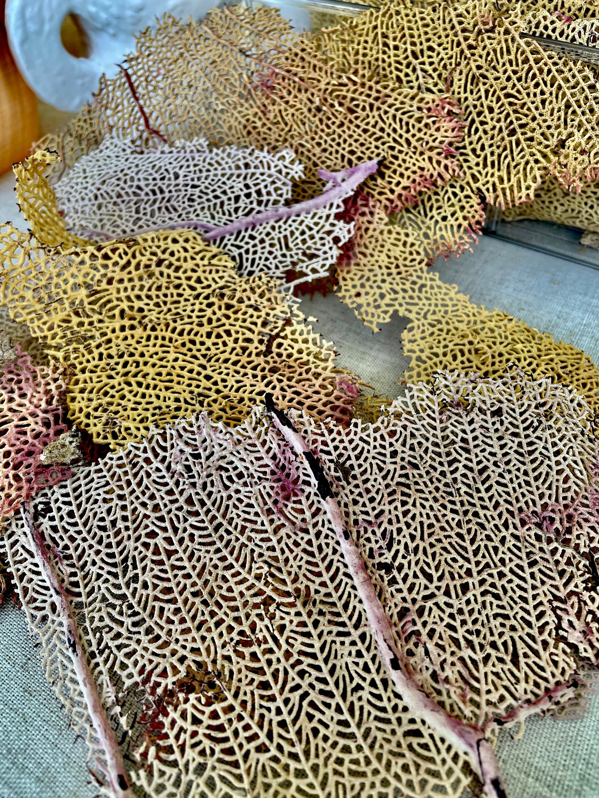 Real Natural Dried Sea Fan Pieces 4-6” Yellow beige Pink Color Beach Coastal Décor Decorative Crafts Art Bowl Filler