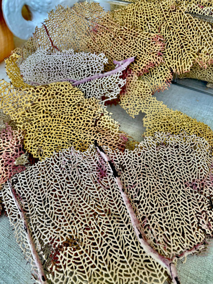 Real Natural Dried Sea Fan Pieces 4-6” Yellow beige Pink Color Beach Coastal Décor Decorative Crafts Art Bowl Filler