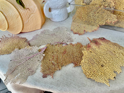 Natural Dried Sea Fan Pieces 4-6" *You Choose Quantity* Yellow Pink Coastal Décor