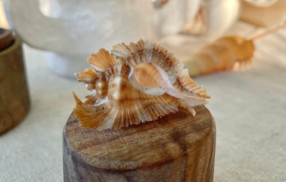 MIYOKOAE MUREX SHELL 1-2" Beige Brown White Coastal Décor Home Beach Nautical Miyoko