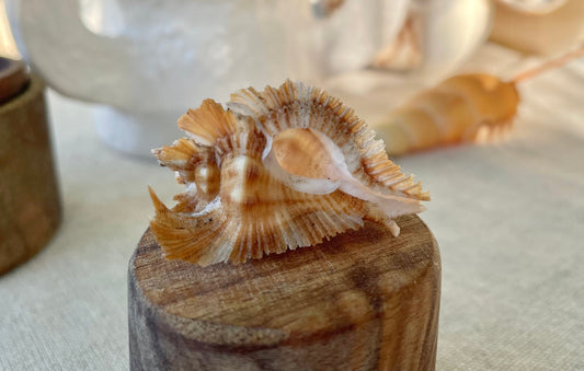 MIYOKOAE MUREX SHELL 1-2" Beige Brown White Coastal Décor Home Beach Nautical Miyoko