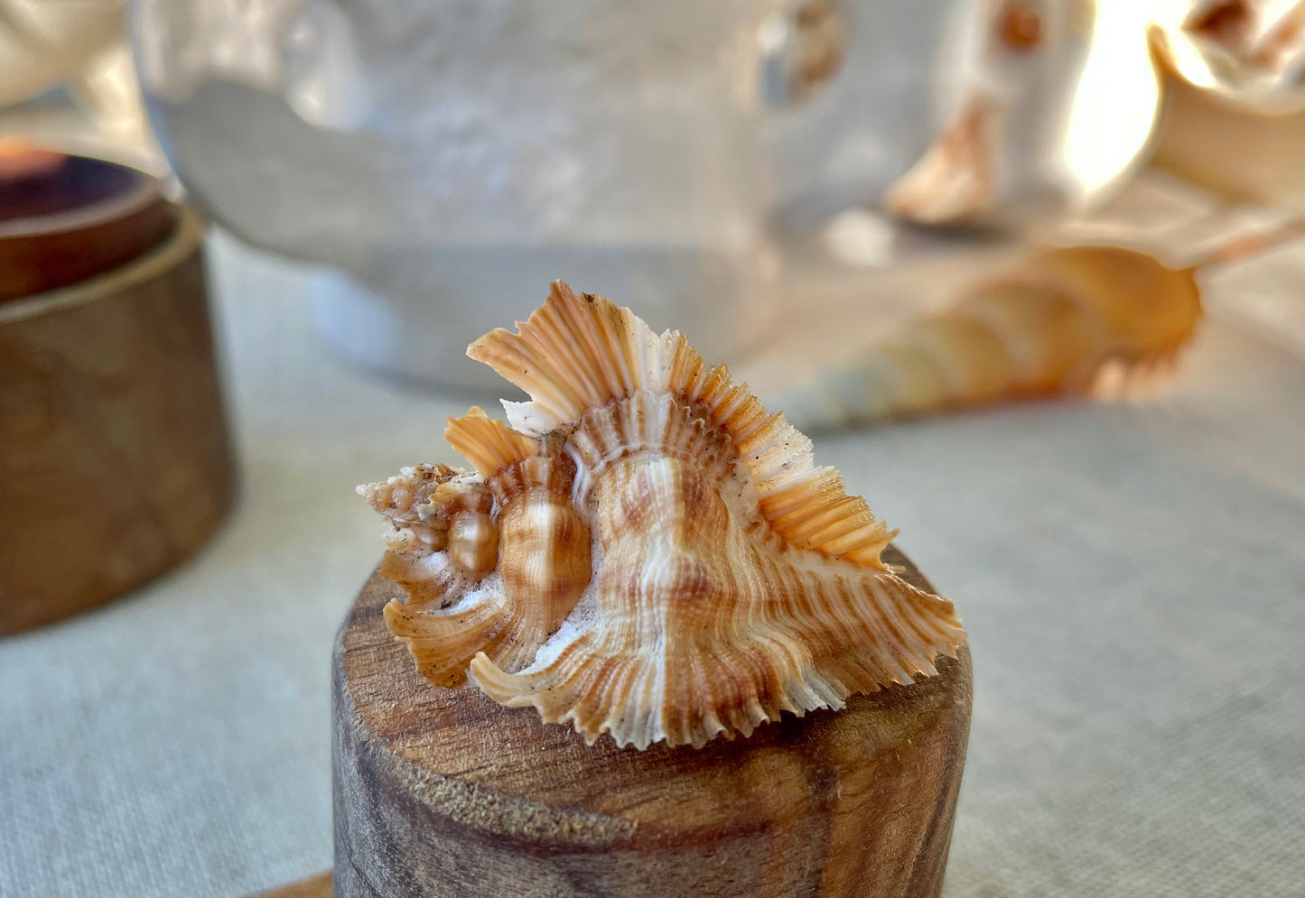 MIYOKOAE MUREX SHELL 1-2" Beige Brown White Coastal Décor Home Beach Nautical Miyoko