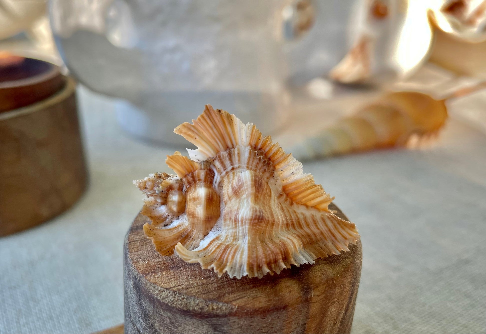 Miyoko Murex Shell: 1-2.25" *You Choose Size* Brown White Rare Display Shell