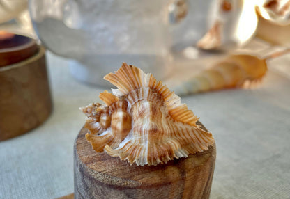 Miyoko Murex Shell: 1-2.25" *You Choose Size* Brown White Rare Display Shell