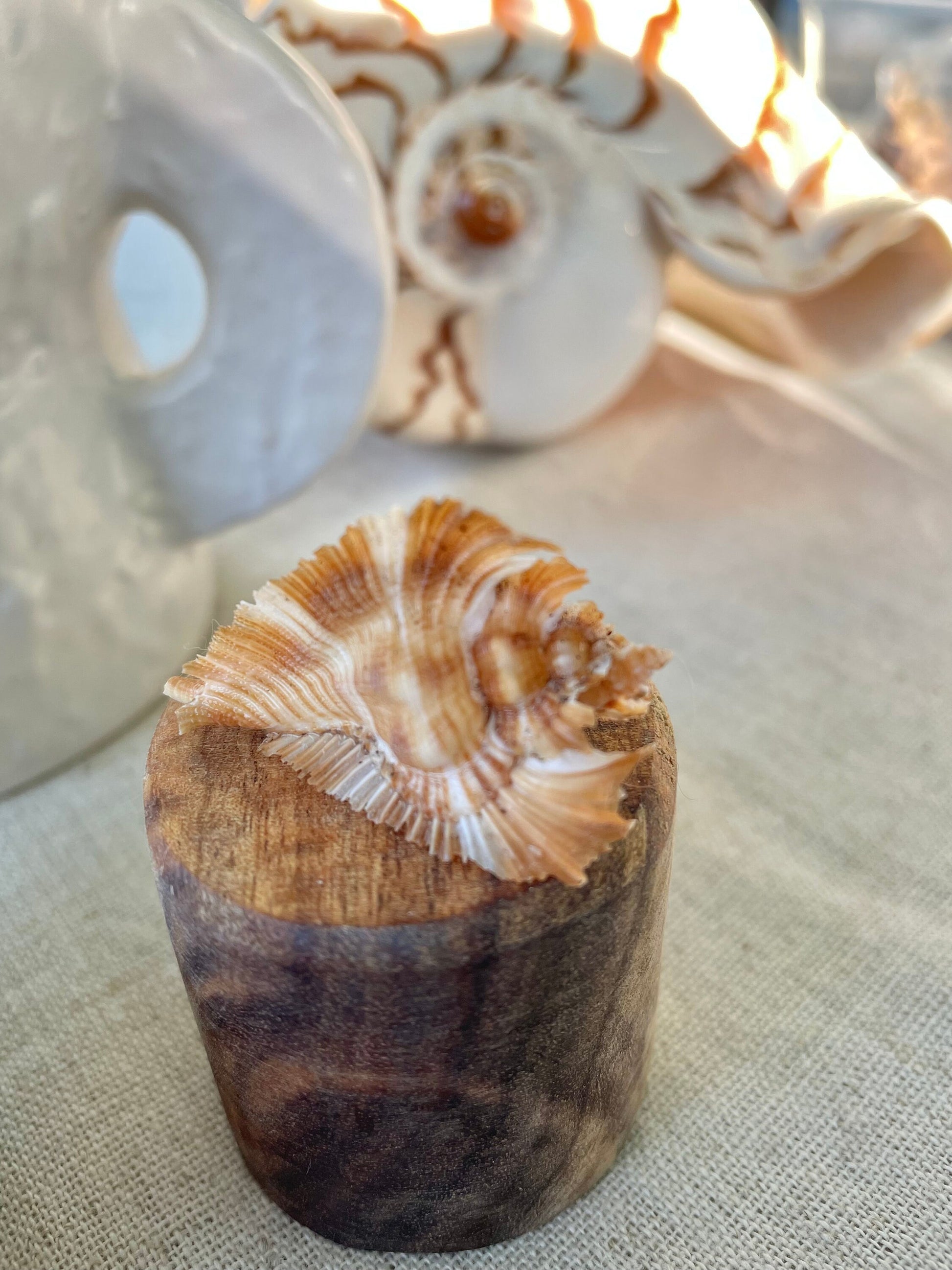 MIYOKOAE MUREX SHELL 1-2" Beige Brown White Coastal Décor Home Beach Nautical Miyoko