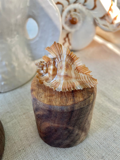 MIYOKOAE MUREX SHELL 1-2" Beige Brown White Coastal Décor Home Beach Nautical Miyoko