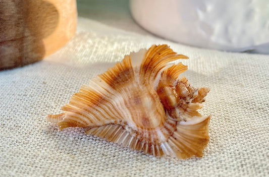 MIYOKOAE MUREX SHELL 1-2" Beige Brown White Coastal Décor Home Beach Nautical Miyoko