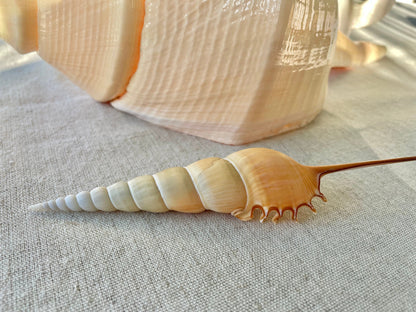 SHINBONE TIBIA Shells *All Sizes* Natural Orange Brown Display Seashells Fusus Coastal Beach Décor