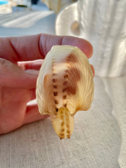 BROWN PAPER NAUTILUS Shell 2.5-3" X-Large Display Seashell Beach Nautical Décor Brown Argonaut