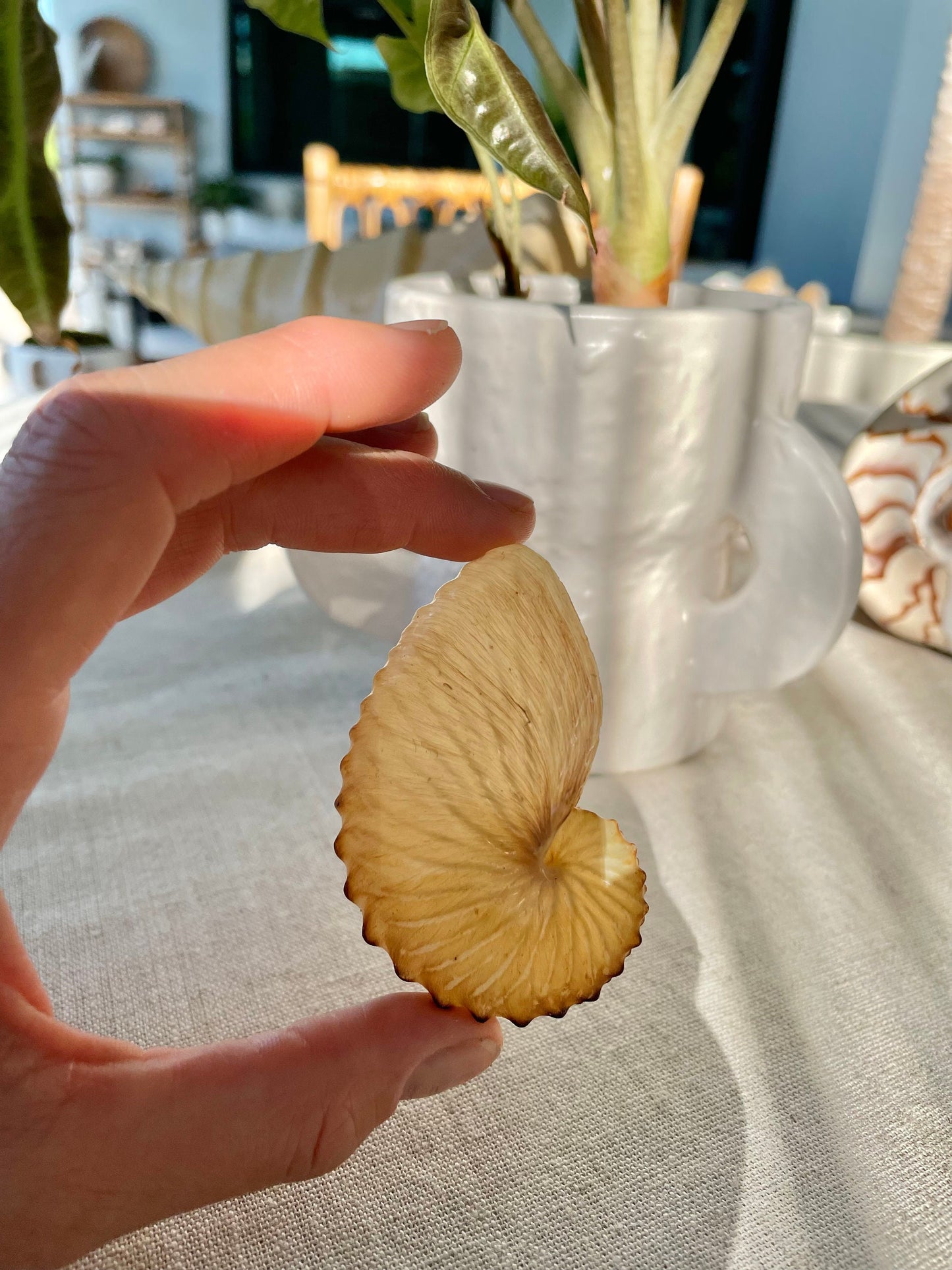 BROWN PAPER NAUTILUS Shell 2.5-3" X-Large Display Seashell Beach Nautical Décor Brown Argonaut