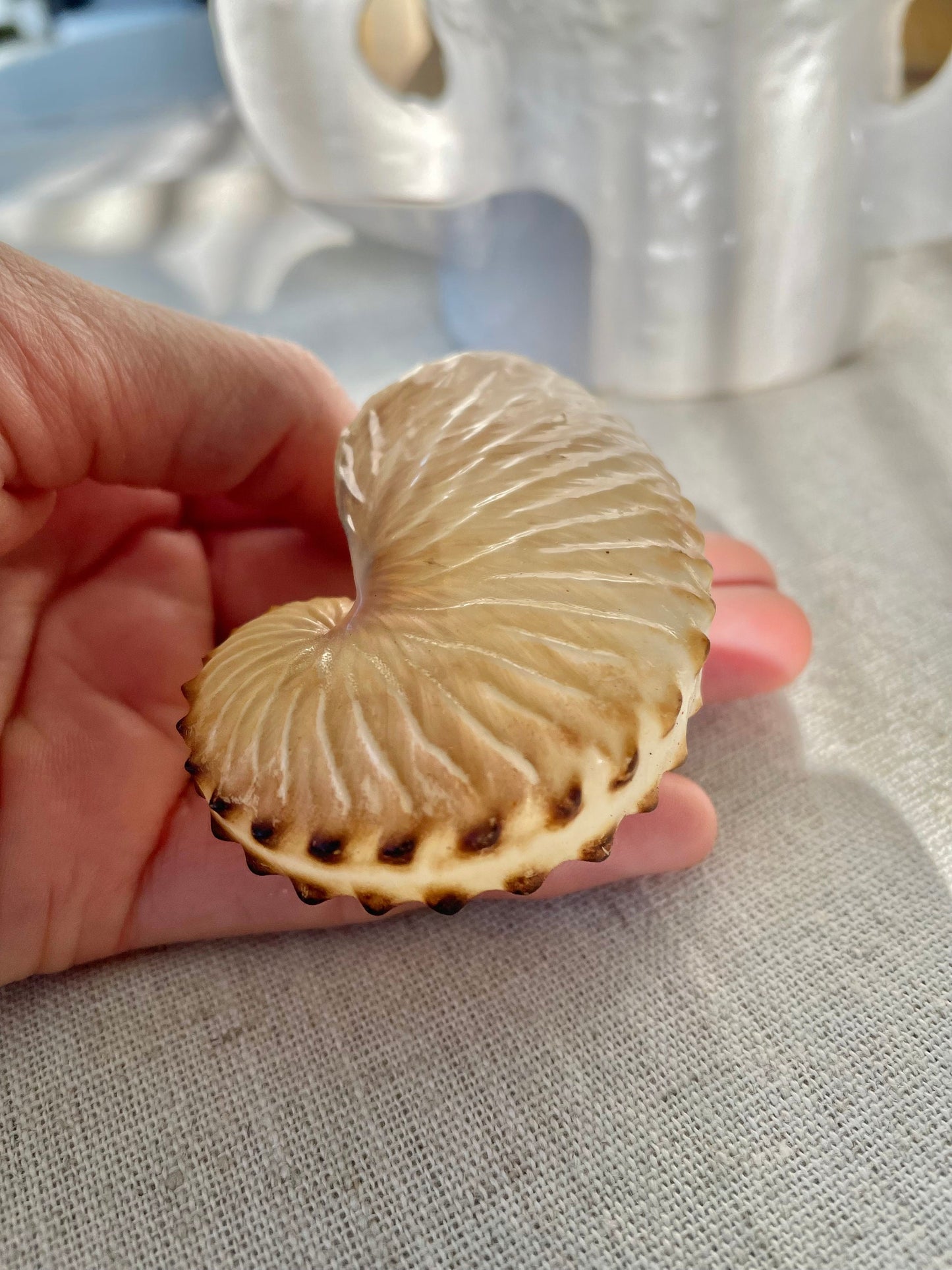BROWN PAPER NAUTILUS Shell 2.5-3" X-Large Display Seashell Beach Nautical Décor Brown Argonaut