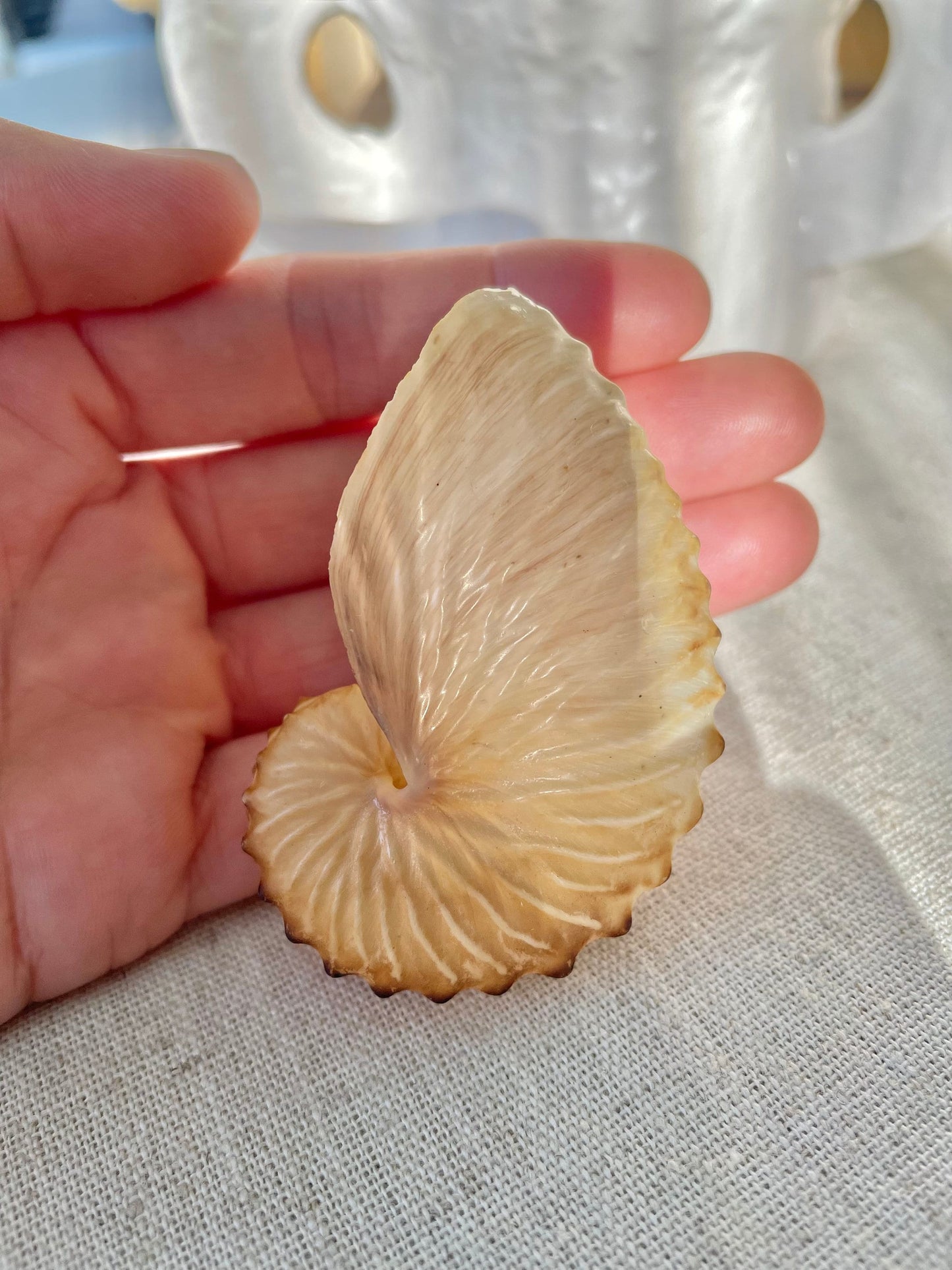 BROWN PAPER NAUTILUS Shell 2.5-3" X-Large Display Seashell Beach Nautical Décor Brown Argonaut