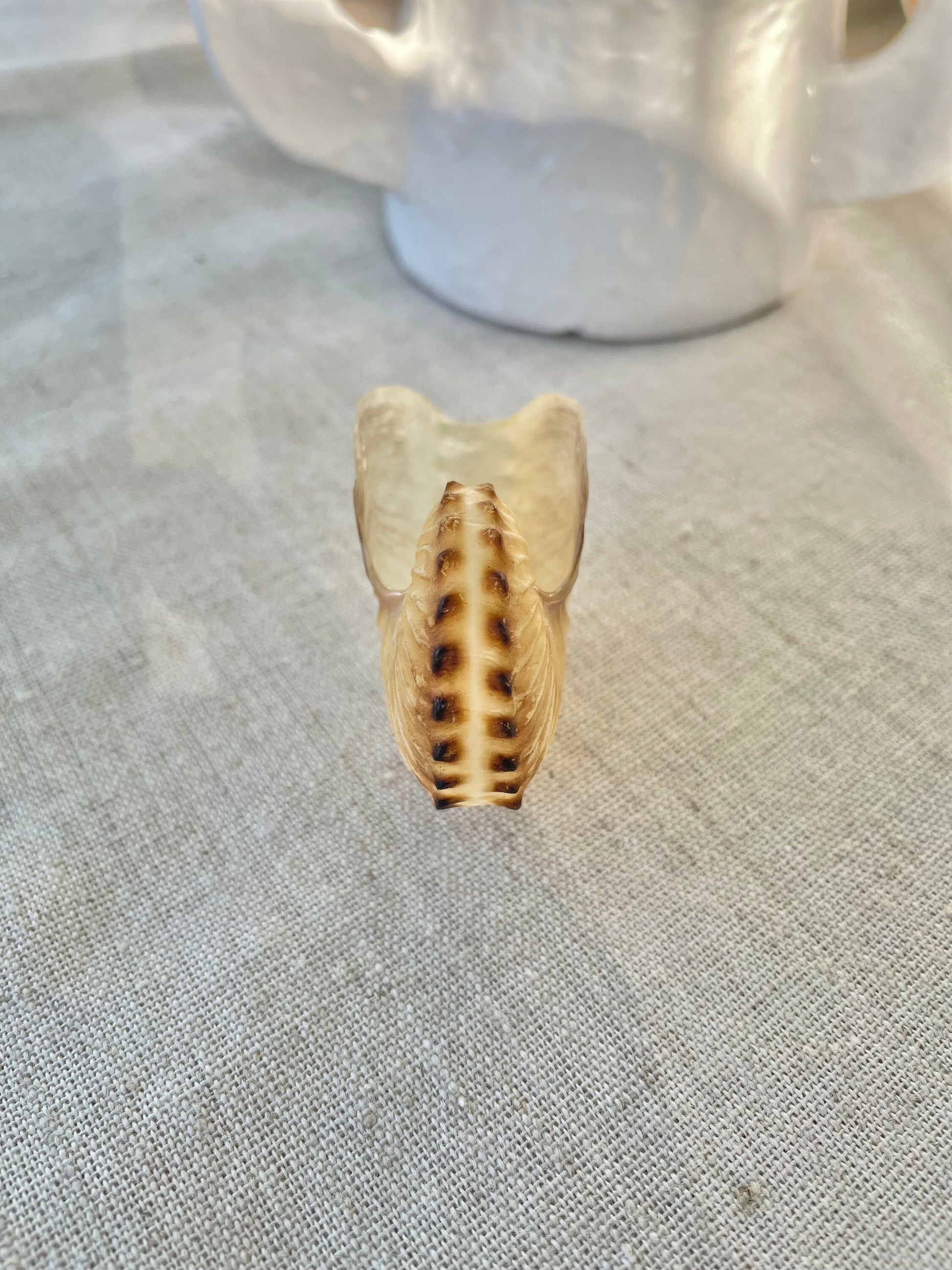 BROWN PAPER NAUTILUS Shell 2.5-3" X-Large Display Seashell Beach Nautical Décor Brown Argonaut