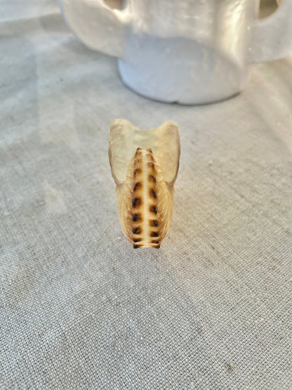 BROWN PAPER NAUTILUS Shell 2.5-3" X-Large Display Seashell Beach Nautical Décor Brown Argonaut