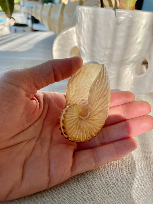 Translucent brown paper nautilus 2.5-3"