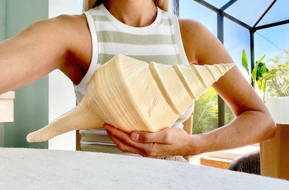 X-LARGE 16-20" You Pick Size Australian Trumpet Shell Syrinx Aruanus Mammoth Seashell Cabinet Curiosities Antique Collectible Display