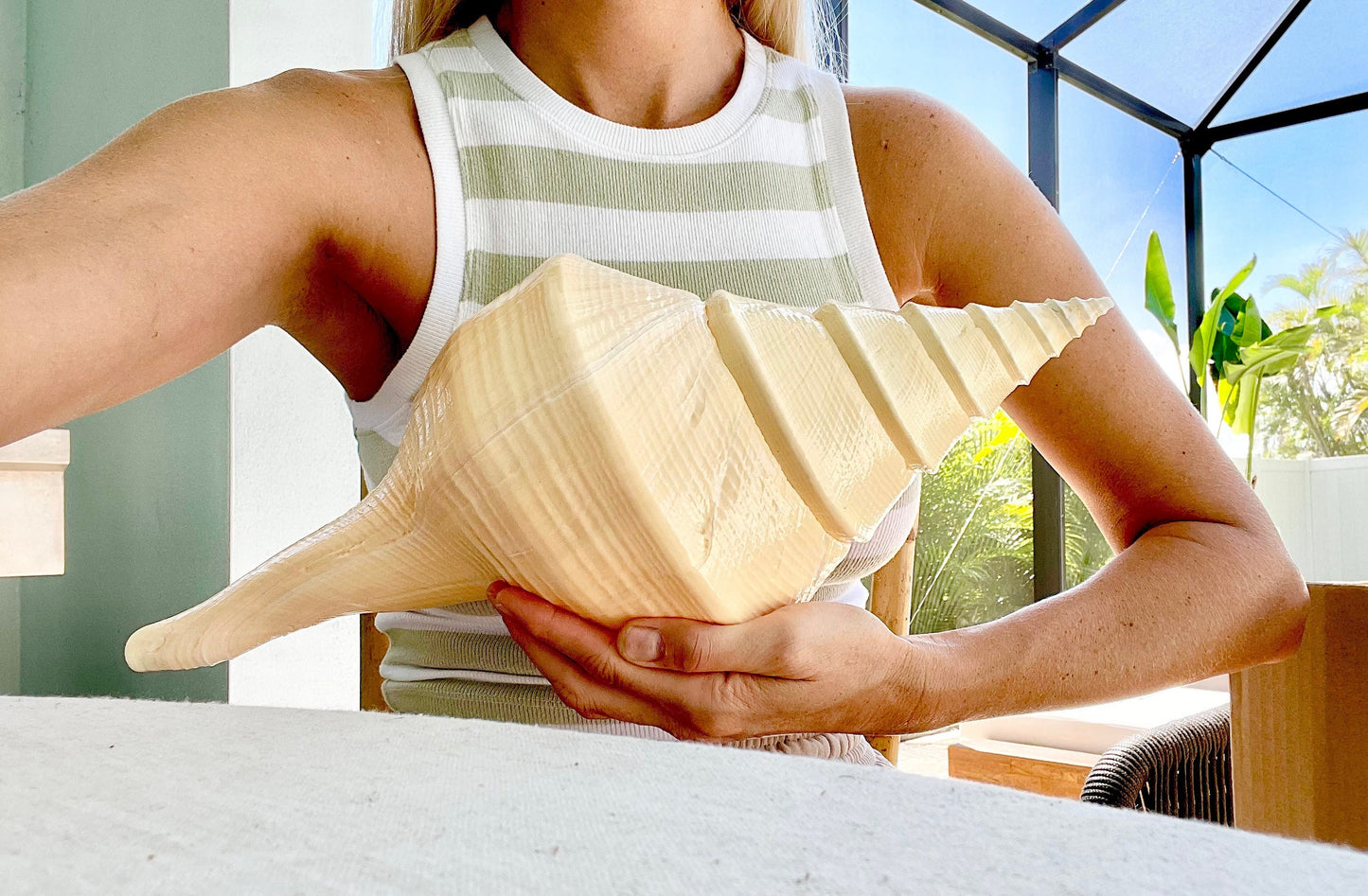 AUSTRALIAN TRUMPET SYRINX *You Choose Size* 16-23" Long Rare Aruanus Mammoth Display Seashell