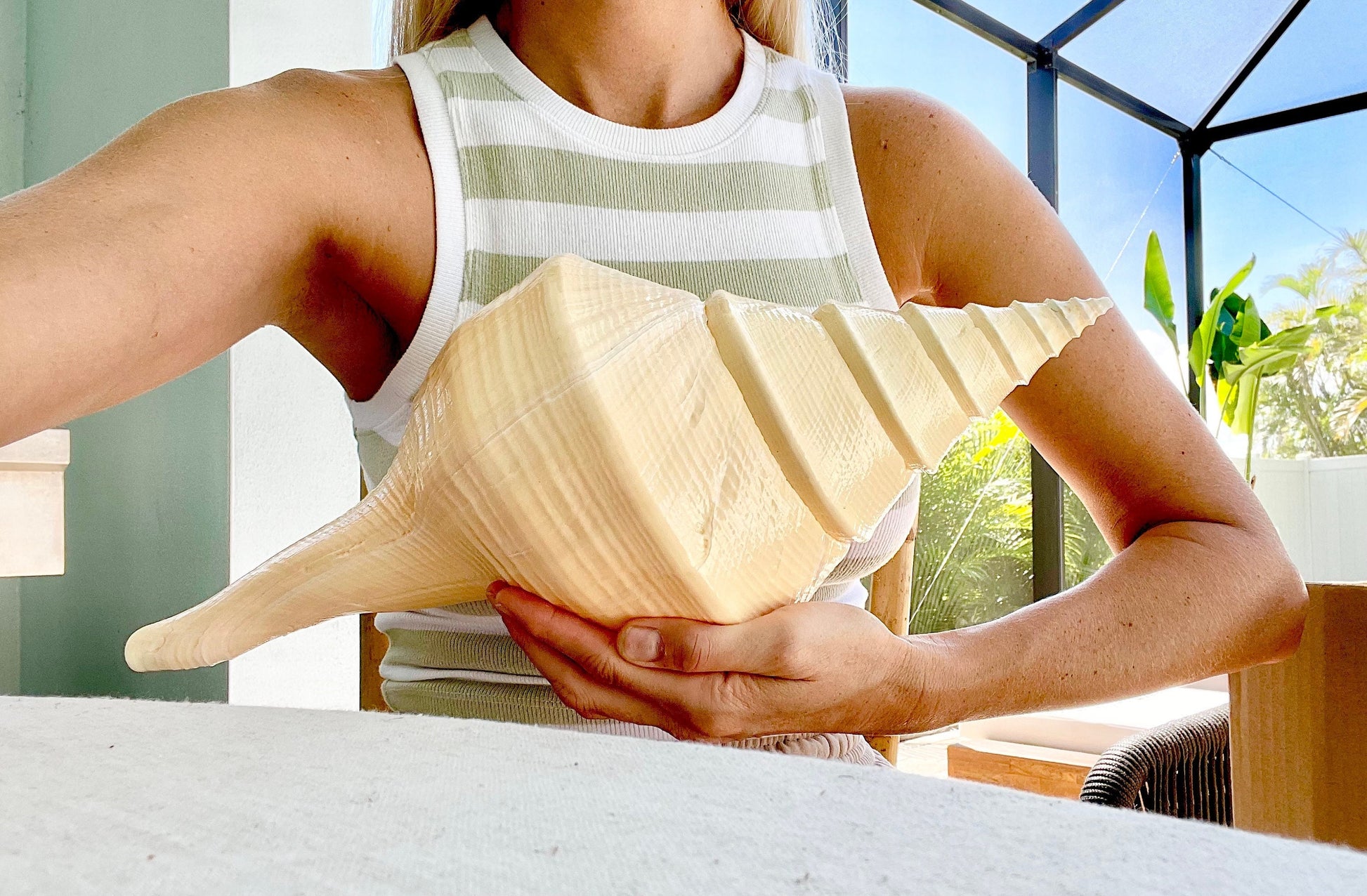 AUSTRALIAN TRUMPET SYRINX *You Choose Size* 16-23" Long Rare Aruanus Mammoth Display Seashell