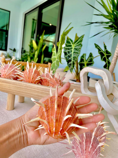 SPINY REGAL OYSTERS Pairs *All Sizes* Natural Orange Pink Color Display Seashell Spondylus Regius