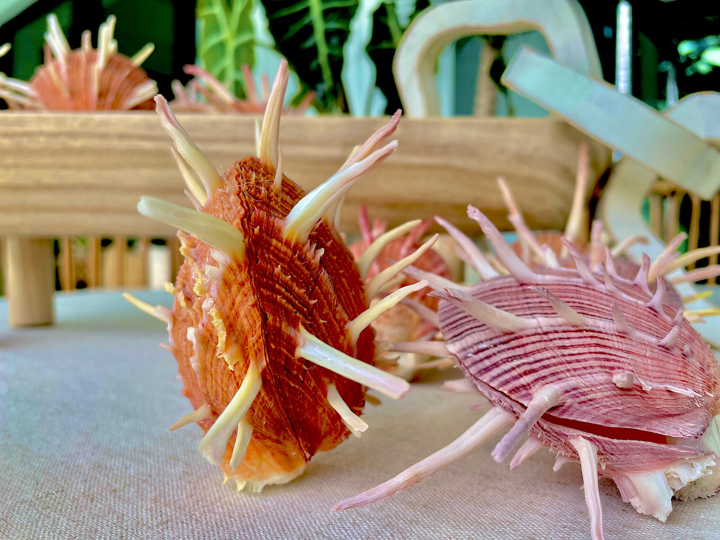 SPINY REGAL OYSTER Pairs: You Pick Size & Color, Pink Orange Display Seashell