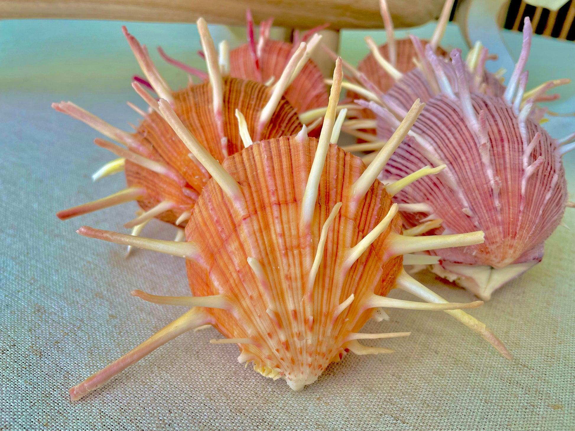 SPINY REGAL OYSTERS Pairs *All Sizes* Natural Orange Pink Color Display Seashell Spondylus Regius