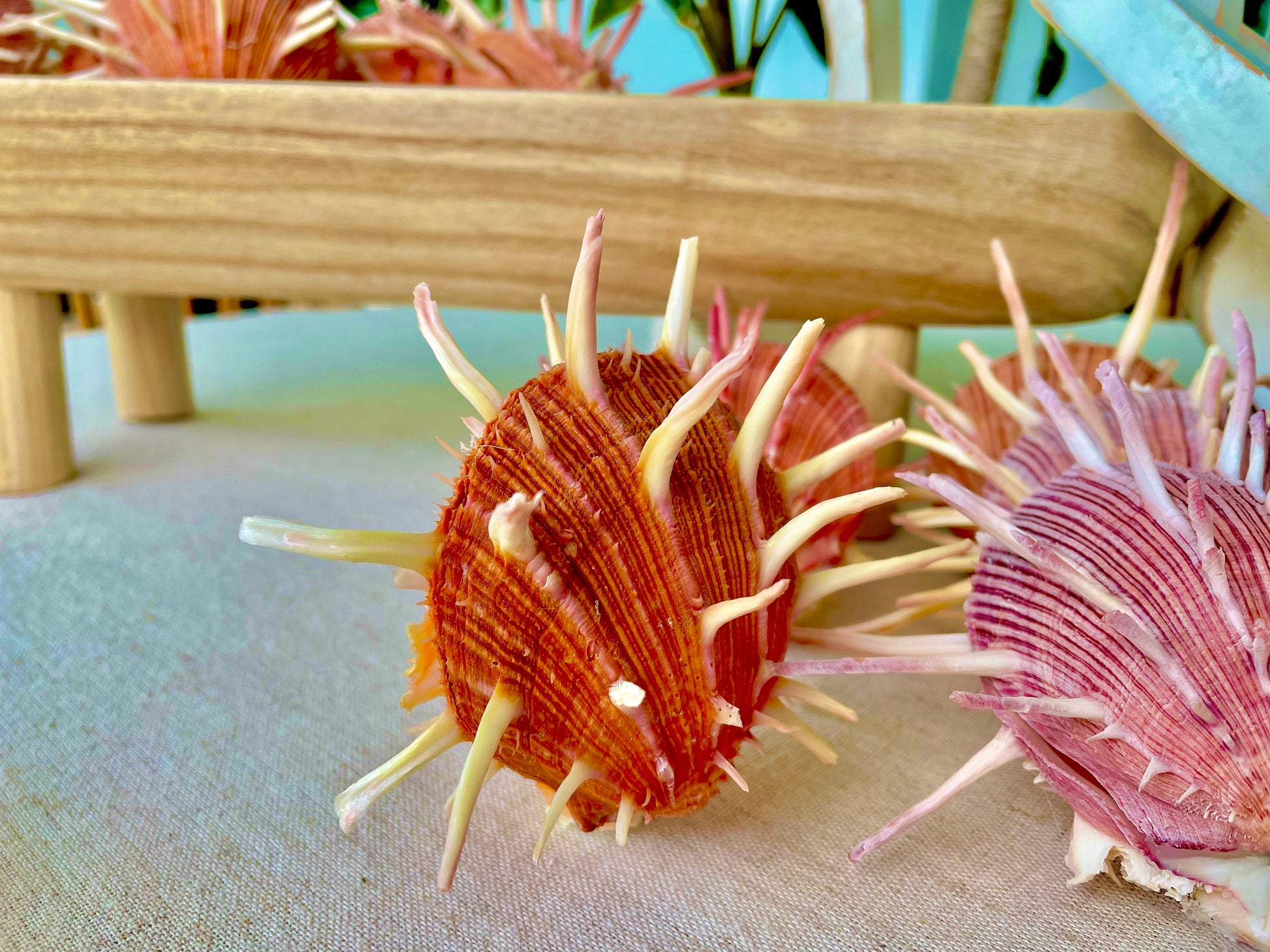 SPINY REGAL OYSTERS Pairs *All Sizes* Natural Orange Pink Color Display Seashell Spondylus Regius