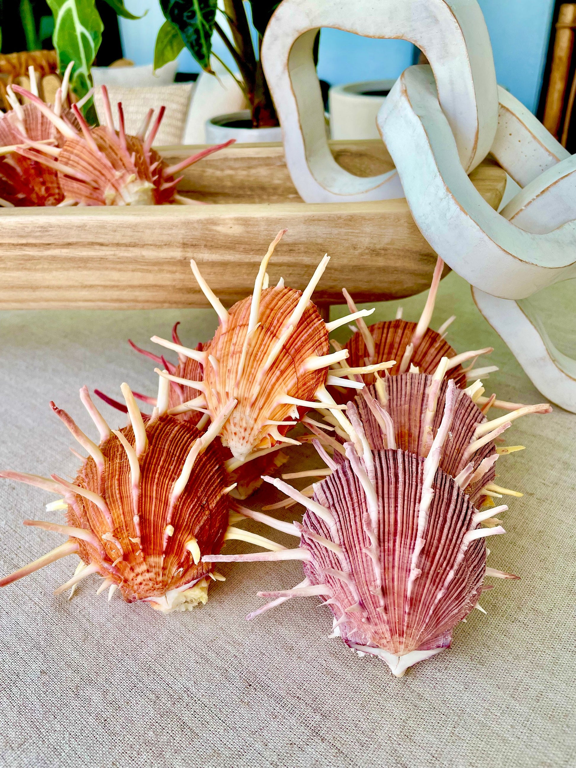 SPINY REGAL OYSTERS Pairs *All Sizes* Natural Orange Pink Color Display Seashell Spondylus Regius
