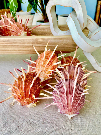 SPINY REGAL OYSTERS Pairs *All Sizes* Natural Orange Pink Color Display Seashell Spondylus Regius