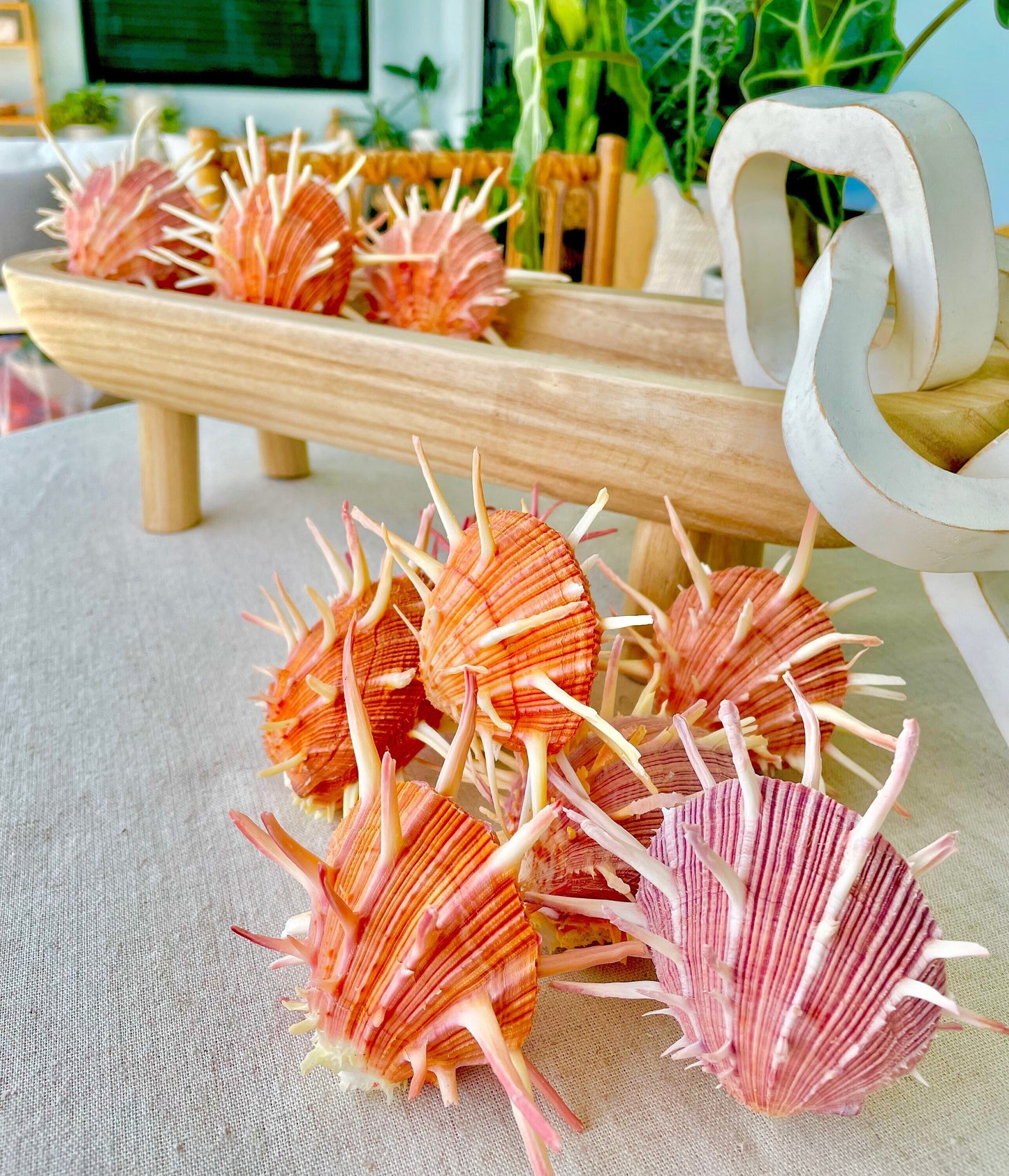 SPINY REGAL OYSTERS Pairs *All Sizes* Natural Orange Pink Color Display Seashell Spondylus Regius
