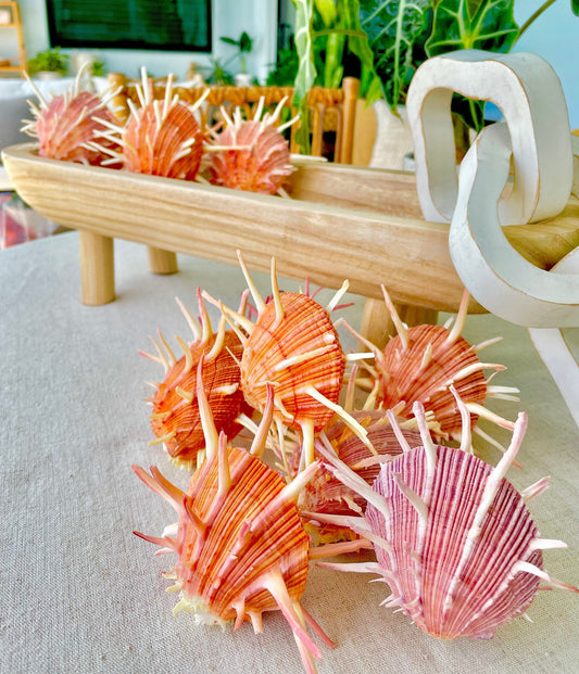 SPINY REGAL OYSTERS Pairs *All Sizes* Natural Orange Pink Color Display Seashell Spondylus Regius