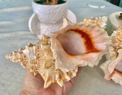ORANGE MOUTH BURSA Frog Shell 3-4" Unique Display Craft Shell