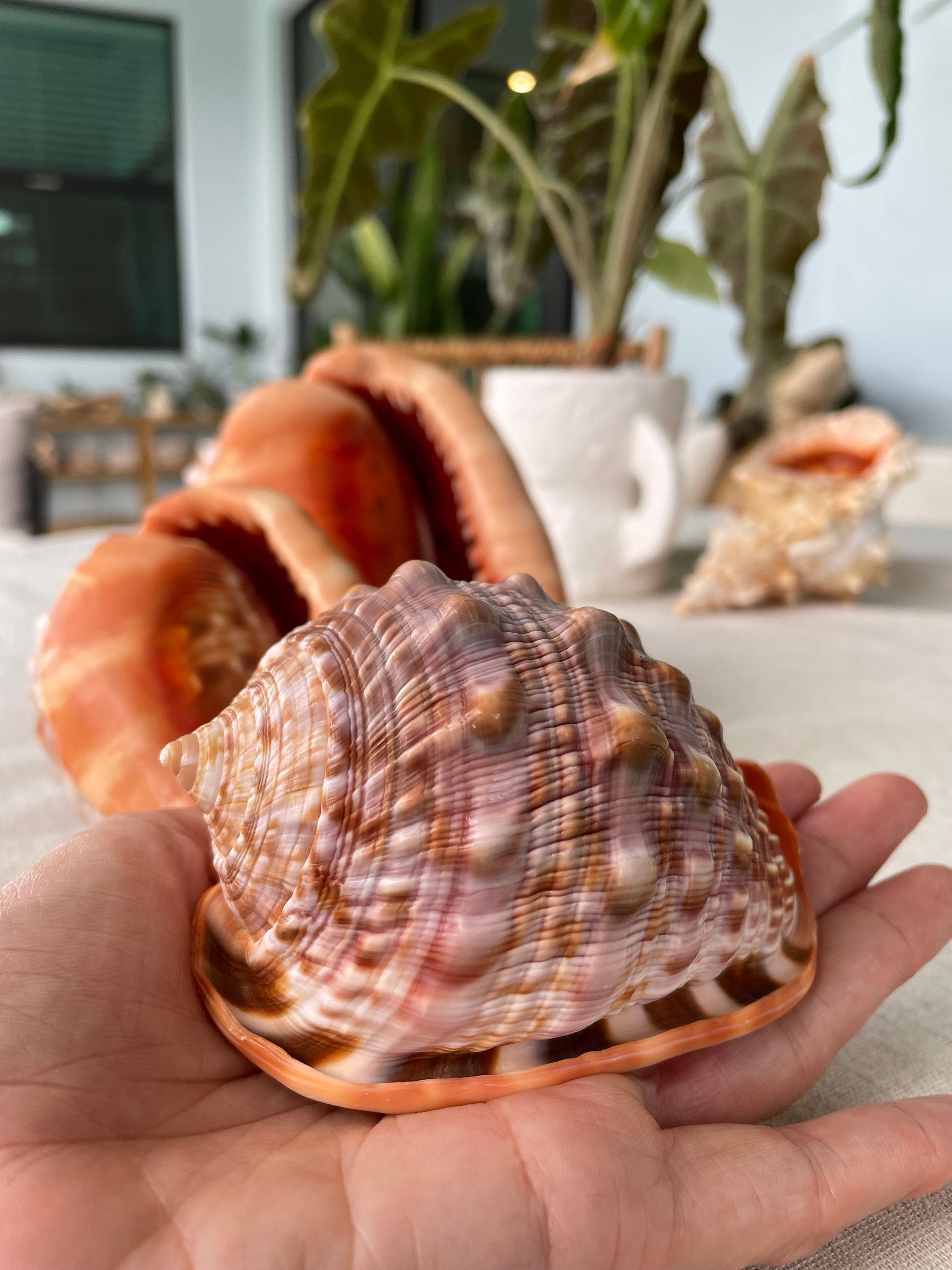 RED MOUTH CAMEO Bull Shell *All Sizes* Authentic Bright Color Display Helmet Seashell Beach Nautical Décor