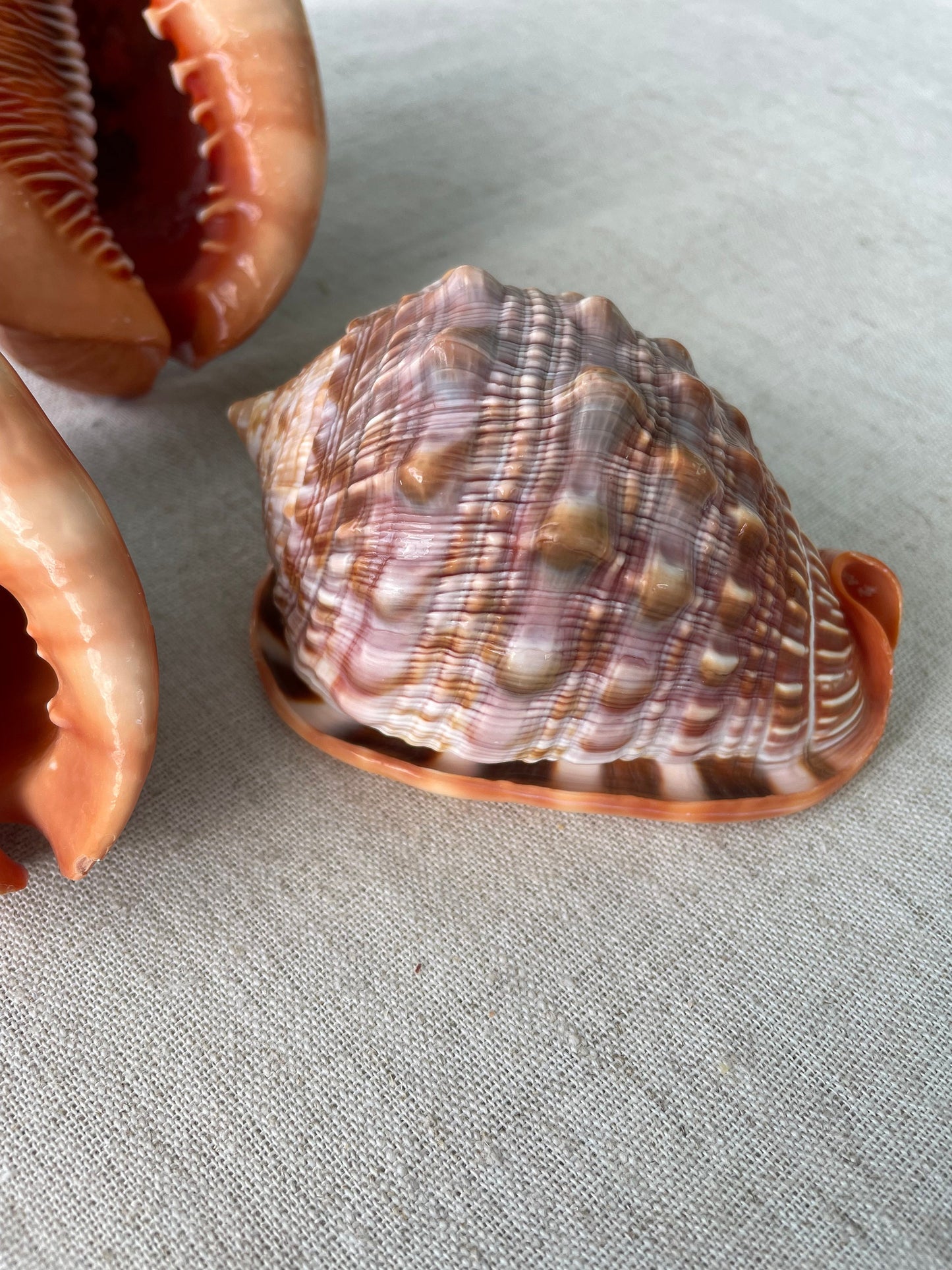 RED MOUTH CAMEO Bull Shell *All Sizes* Authentic Bright Color Display Helmet Seashell Beach Nautical Décor