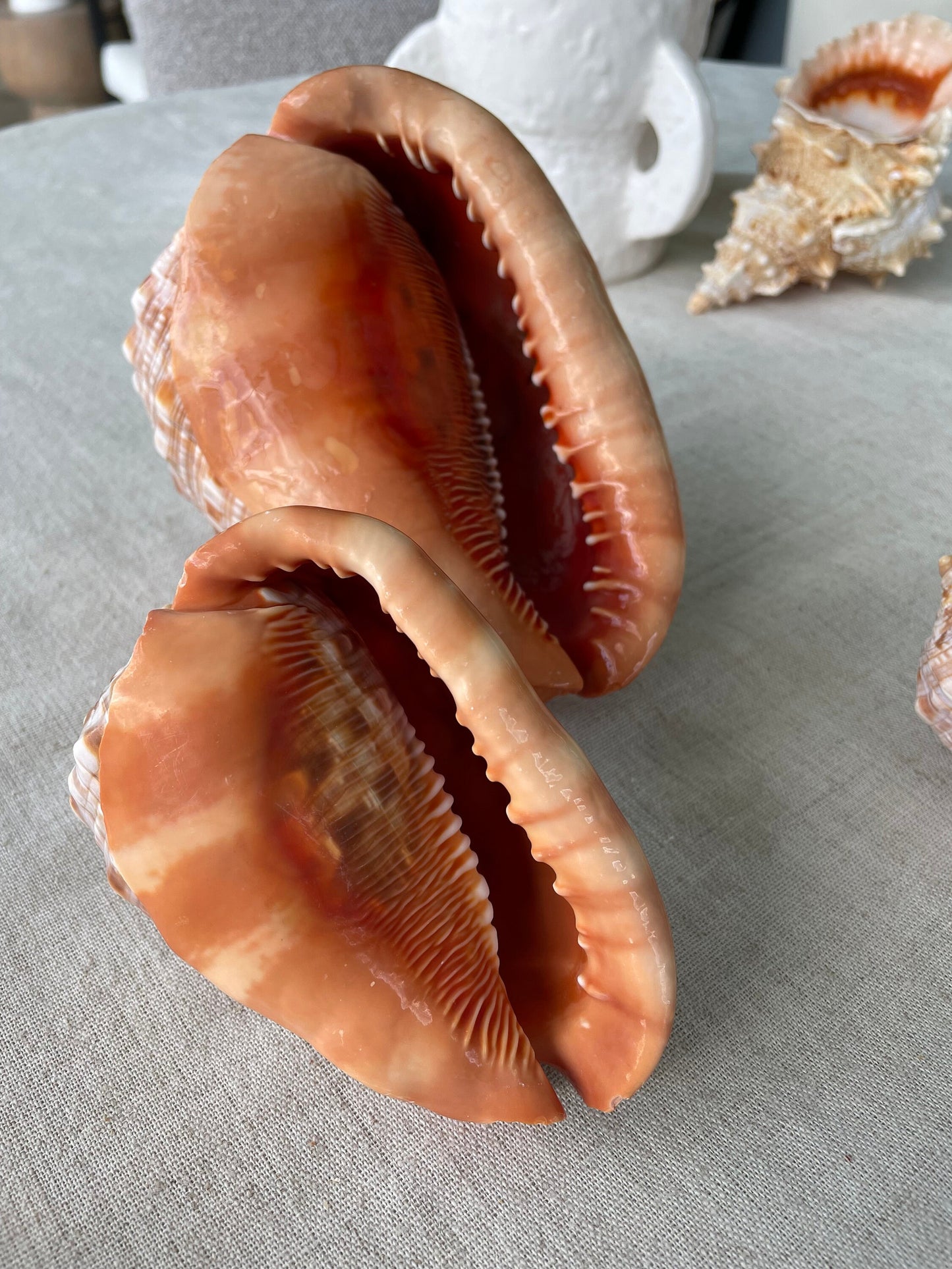 RED MOUTH CAMEO Bull Shell *All Sizes* Authentic Bright Color Display Helmet Seashell Beach Nautical Décor