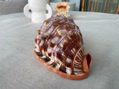 RED MOUTH CAMEO Bull Shell *All Sizes* Display Helmet Seashell Beach Décor