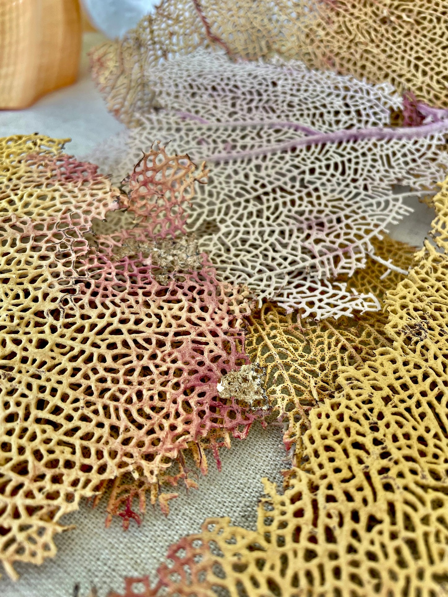 Natural Dried Sea Fan Pieces 4-6" *You Choose Quantity* Yellow Pink Coastal Décor
