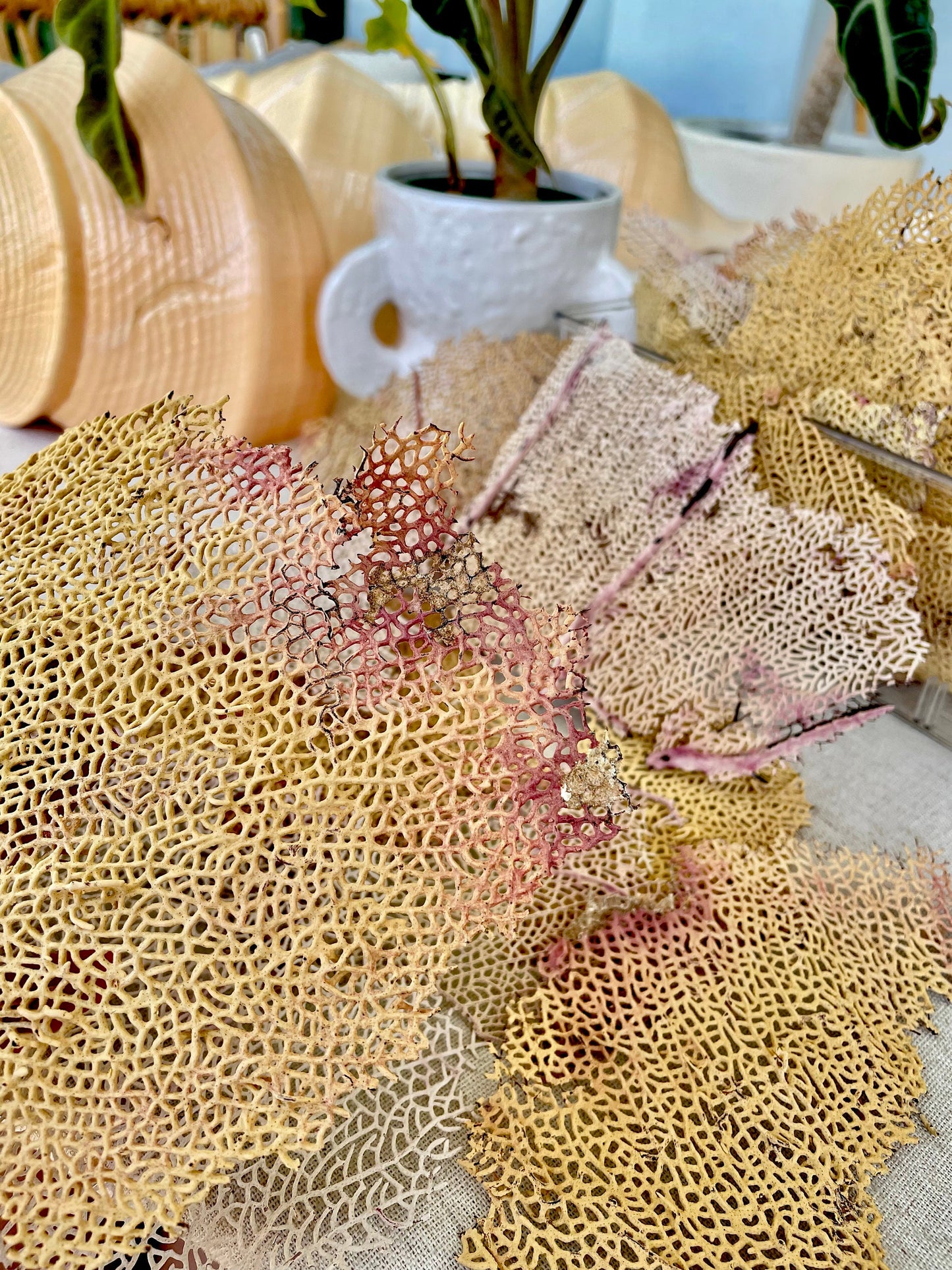 Real Natural Dried Sea Fan Pieces 4-6” Yellow beige Pink Color Beach Coastal Décor Decorative Crafts Art Bowl Filler