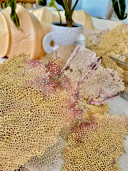 Natural Dried Sea Fan Pieces 4-6" *You Choose Quantity* Yellow Pink Coastal Décor